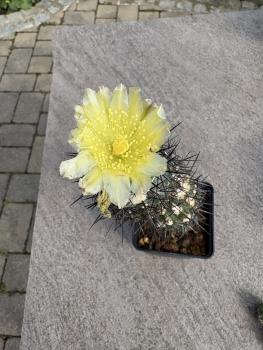Copiapoa montana